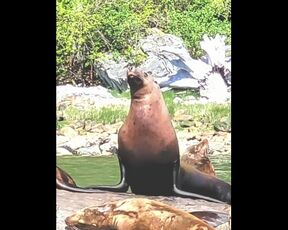 Sea Lion Thirst trap